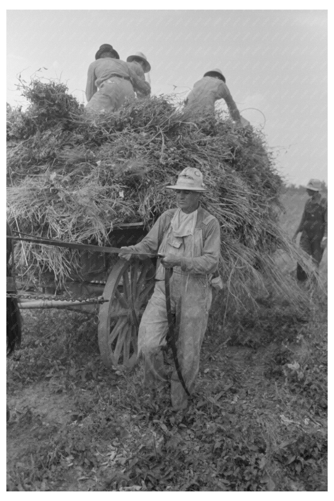 1938 Man Driving Mule to Harvest Soybean Hay Arkansas - Available at KNOWOL