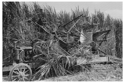 1938 Mechanical Sugarcane Harvester by Allen Ramsey Wurtele - Available at KNOWOL