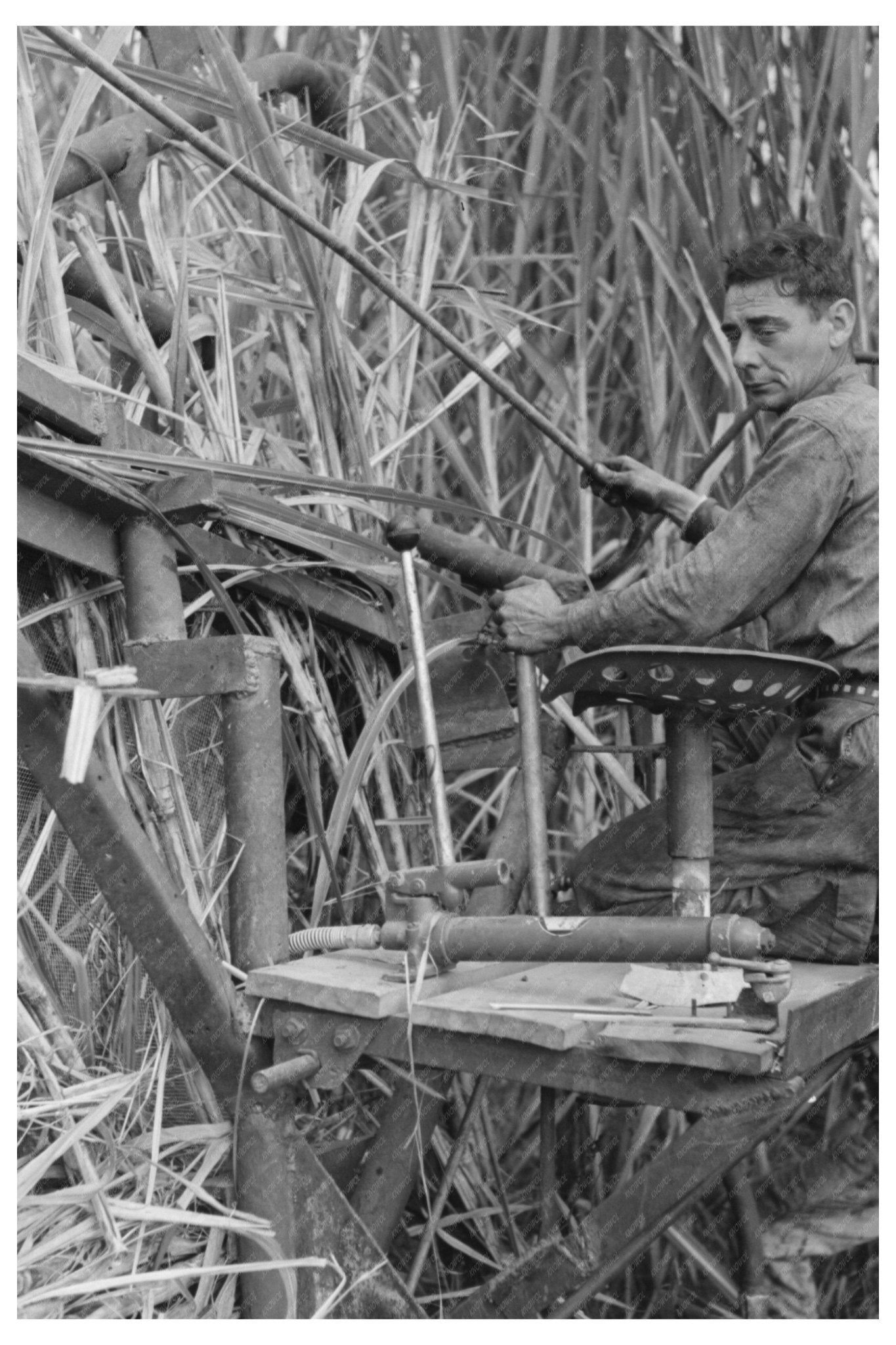 1938 Mechanical Sugarcane Harvester Operator in Louisiana - Available at KNOWOL