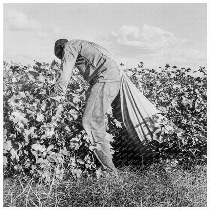 1938 Migratory Field Worker Picking Cotton in California - Available at KNOWOL