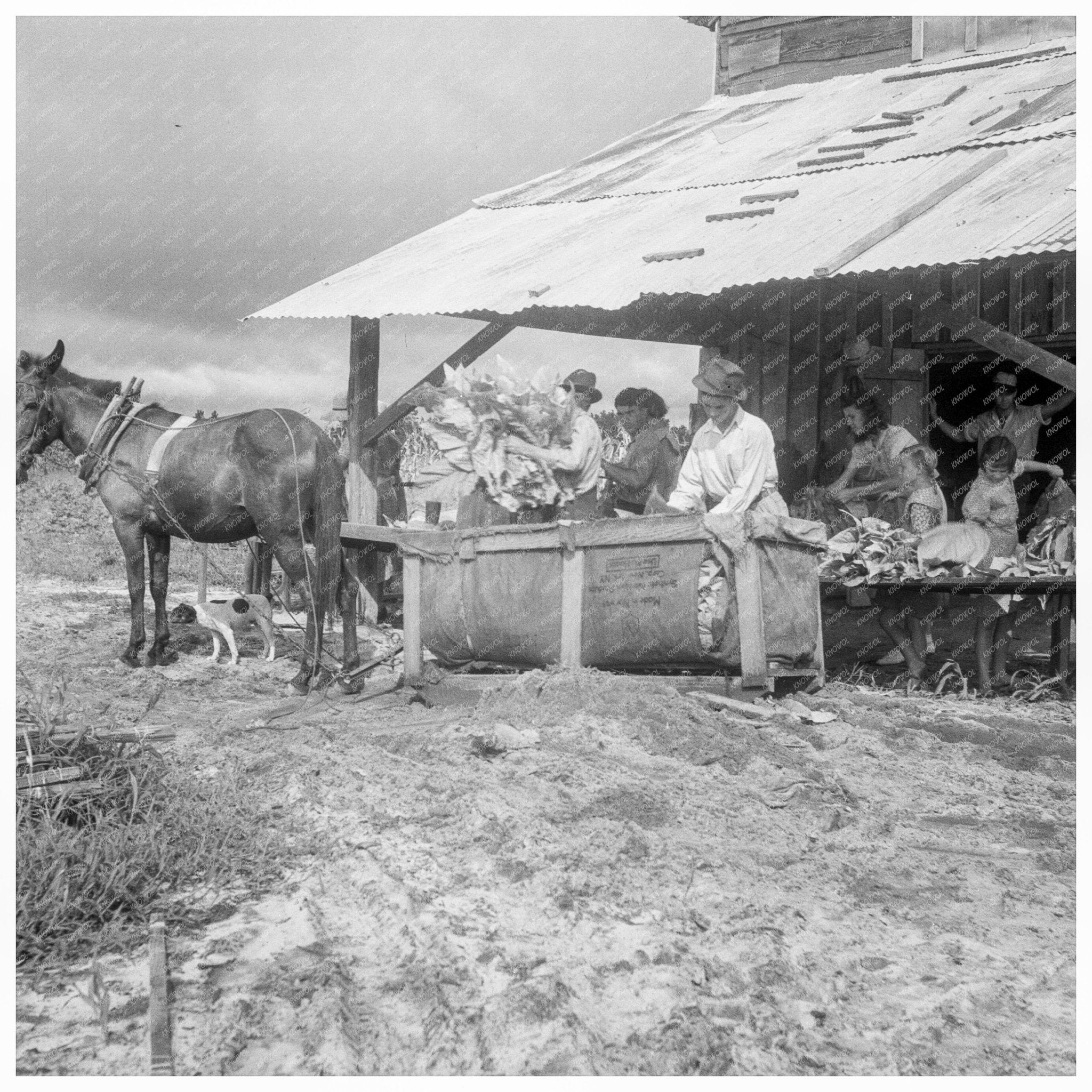 1938 Sharecropper Family Sorting Tobacco in Barn South Carolina - Available at KNOWOL