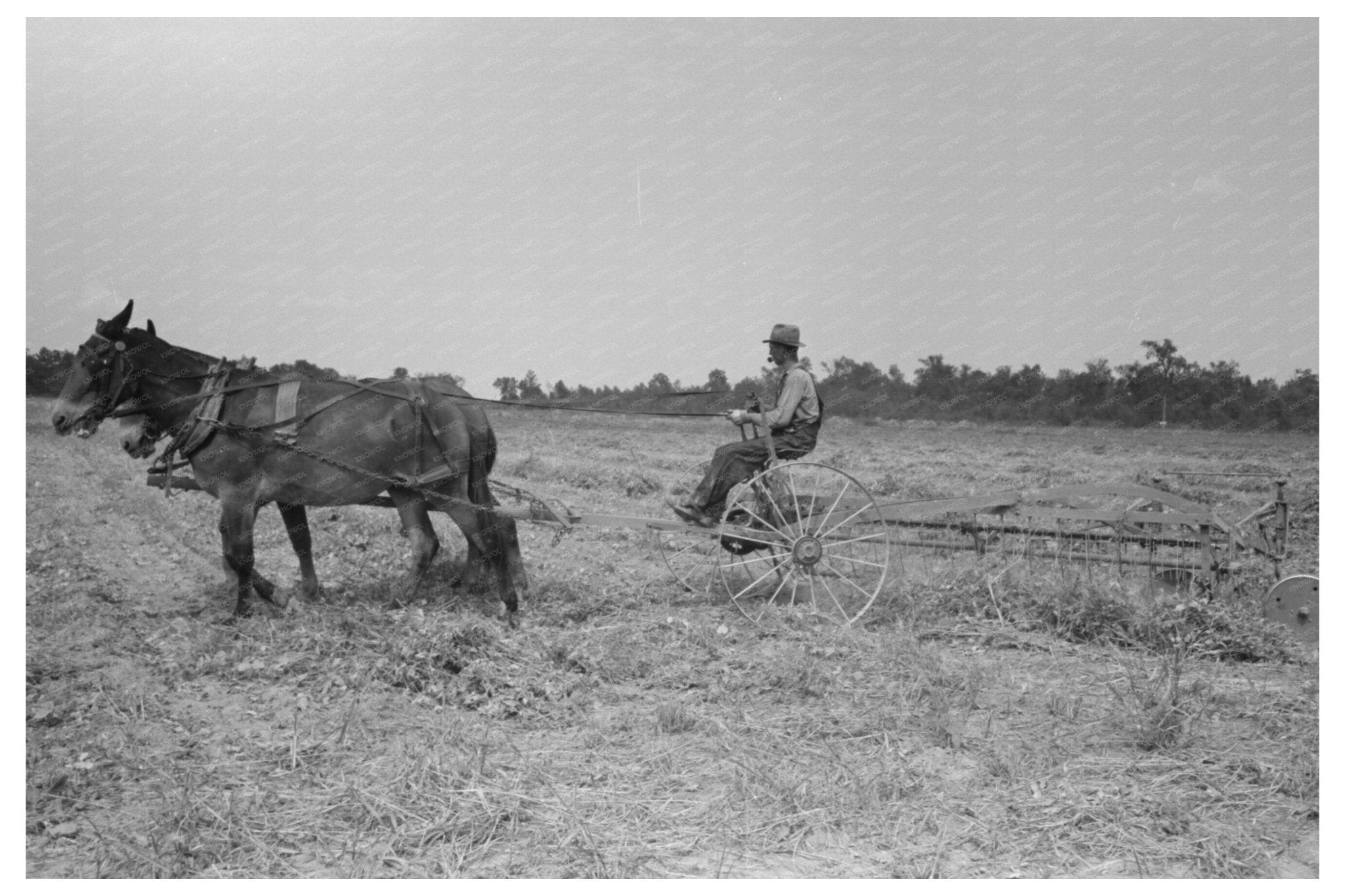 1938 Vintage Image of Raking Soybean Hay in Arkansas - Available at KNOWOL