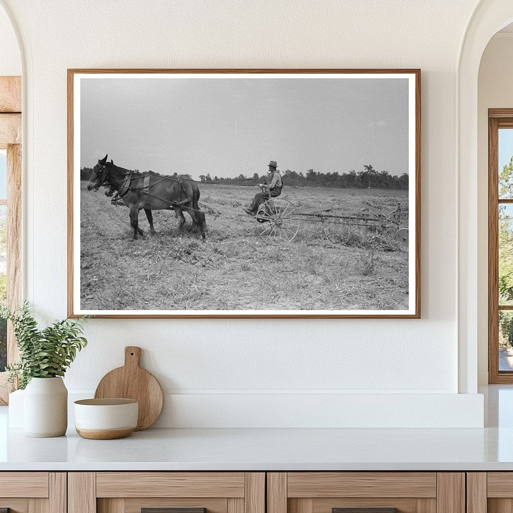 1938 Vintage Image of Raking Soybean Hay in Arkansas - Available at KNOWOL