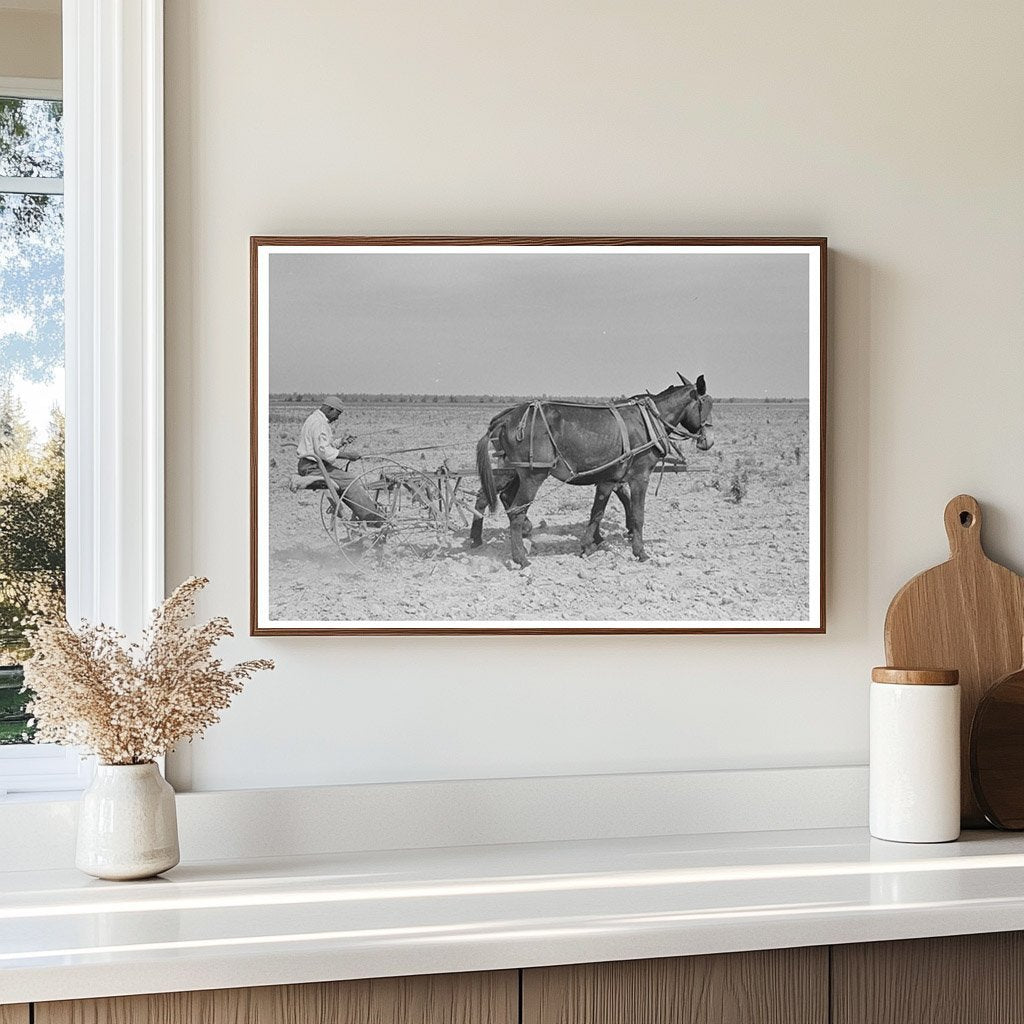 1938 Vintage Image of Sharecropper in Cotton Field Missouri - Available at KNOWOL