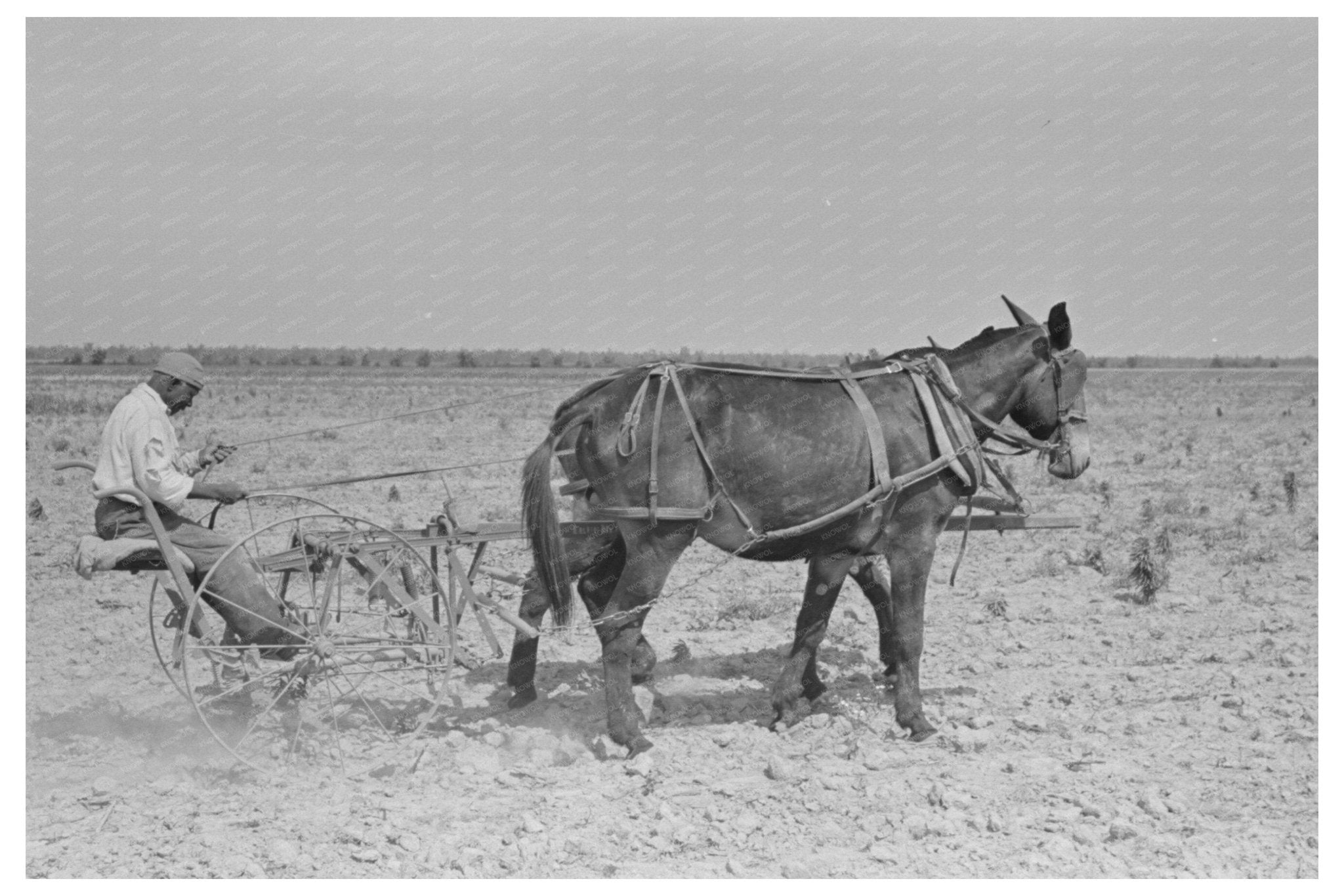 1938 Vintage Image of Sharecropper in Cotton Field Missouri - Available at KNOWOL