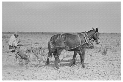 1938 Vintage Image of Sharecropper in Cotton Field Missouri - Available at KNOWOL