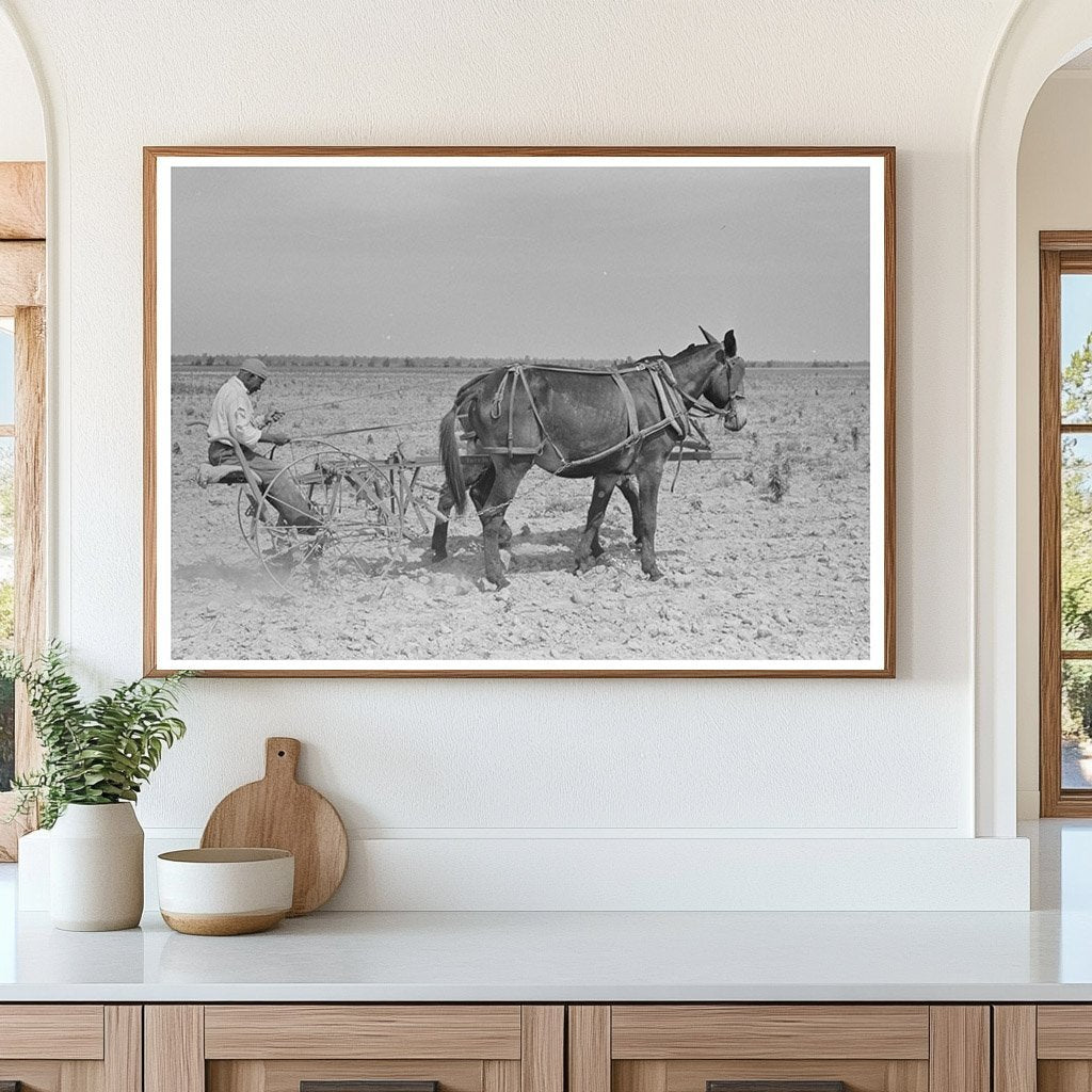 1938 Vintage Image of Sharecropper in Cotton Field Missouri - Available at KNOWOL