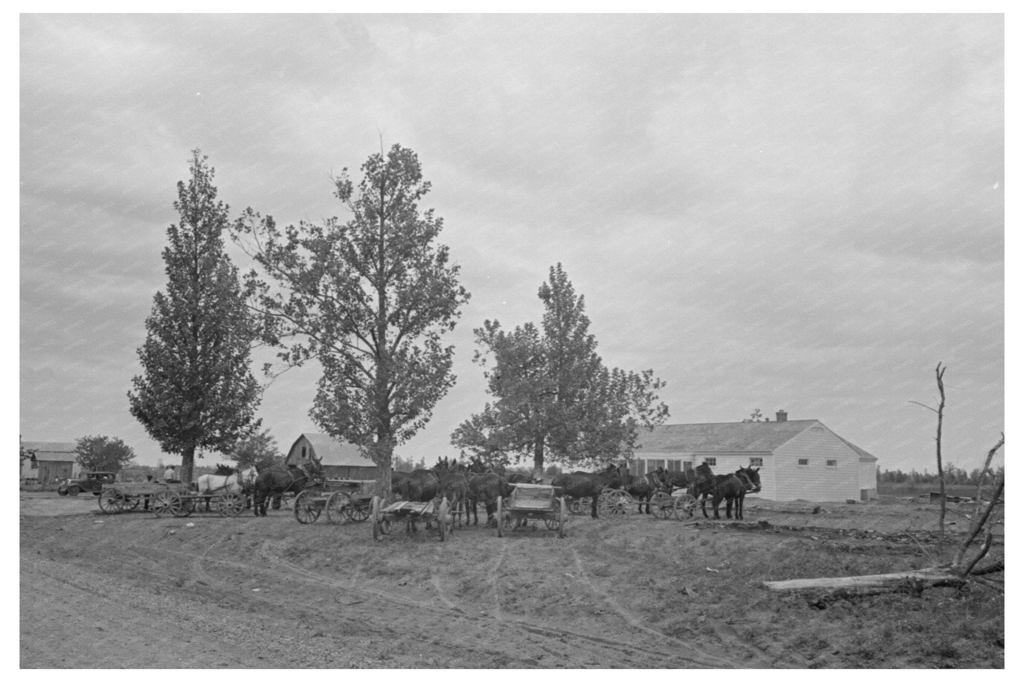 1938 Vintage Photo of Mules and Wagon in Missouri - Available at KNOWOL