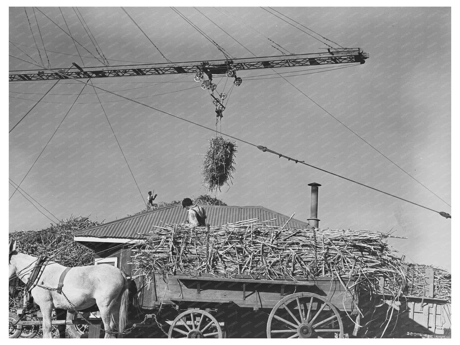 1938 Vintage Photo of Sugarcane Unloading in Louisiana - Available at KNOWOL