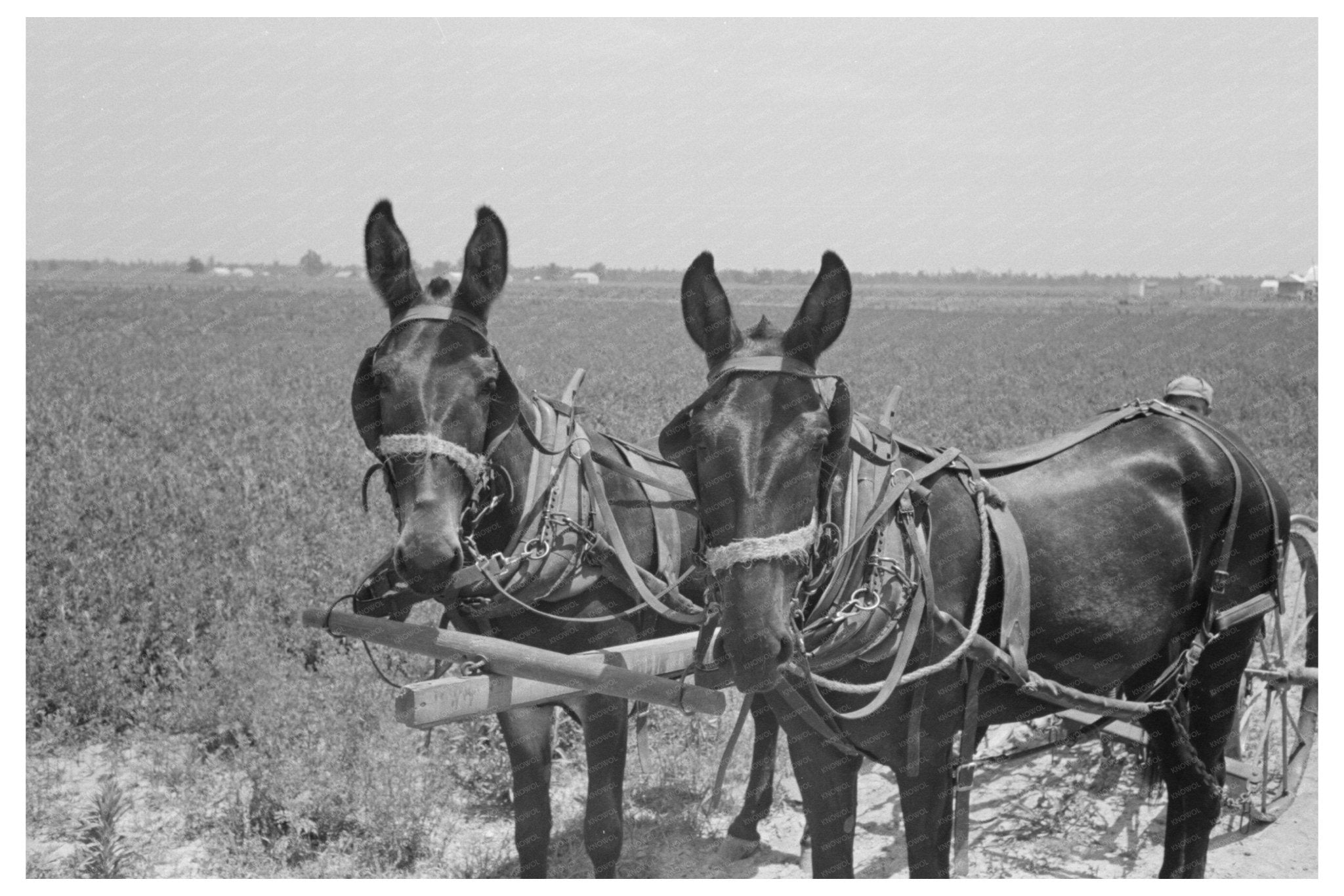 1938 Vintage Sharecropper Cultivating Cotton Missouri - Available at KNOWOL