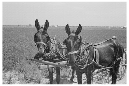 1938 Vintage Sharecropper Cultivating Cotton Missouri - Available at KNOWOL