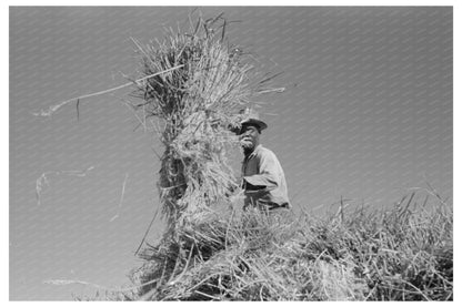 1938 Workers Loading Rice Bundles in Crowley Louisiana - Available at KNOWOL