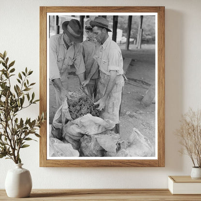 1938 Workers Transferring Oysters in Olga Louisiana - Available at KNOWOL