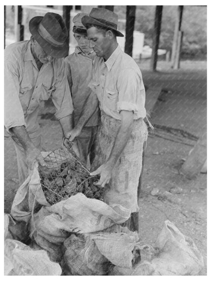 1938 Workers Transferring Oysters in Olga Louisiana - Available at KNOWOL