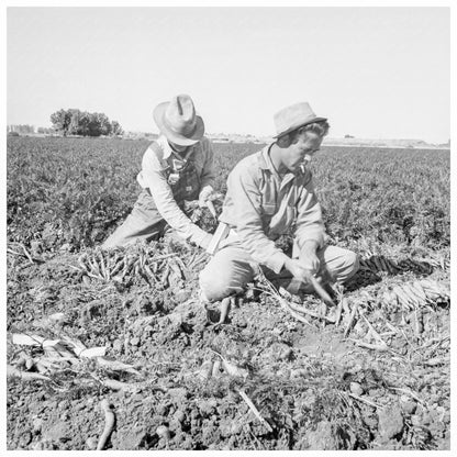 1939 Agricultural Labor Harvesting Carrots in California - Available at KNOWOL