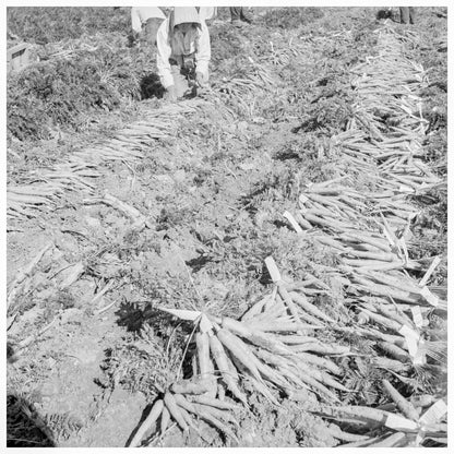 1939 Agricultural Labor in Imperial Valley California - Available at KNOWOL