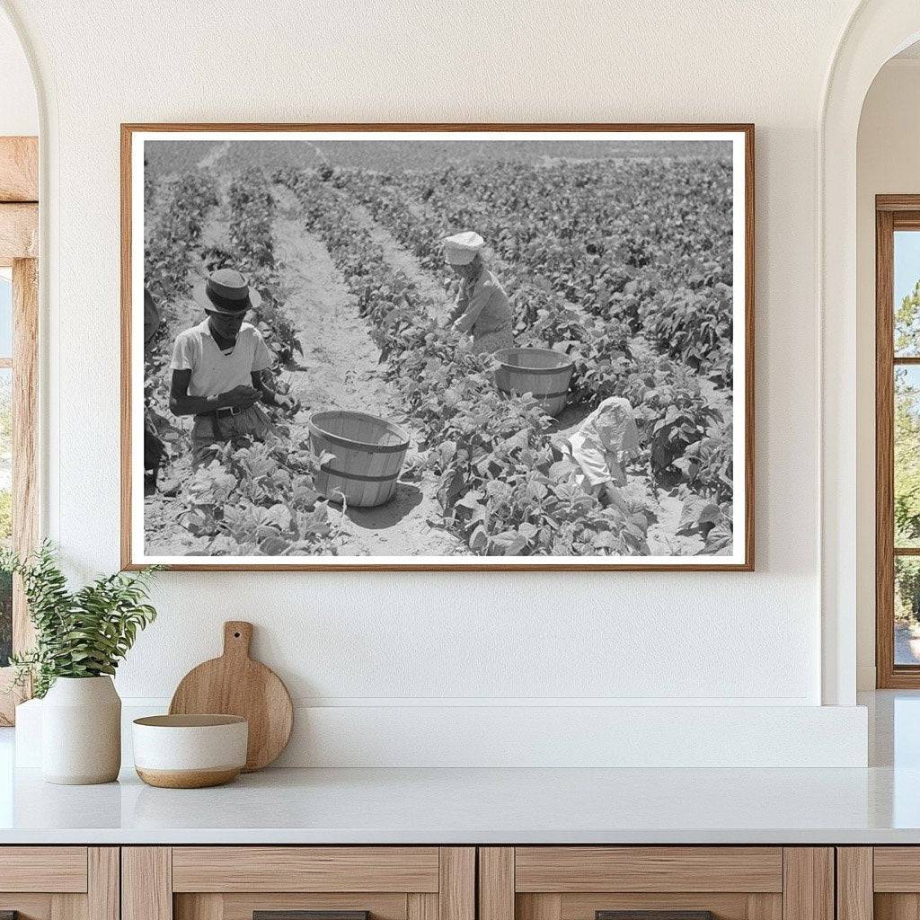 1939 Agricultural Laborers Picking String Beans in Oklahoma - Available at KNOWOL