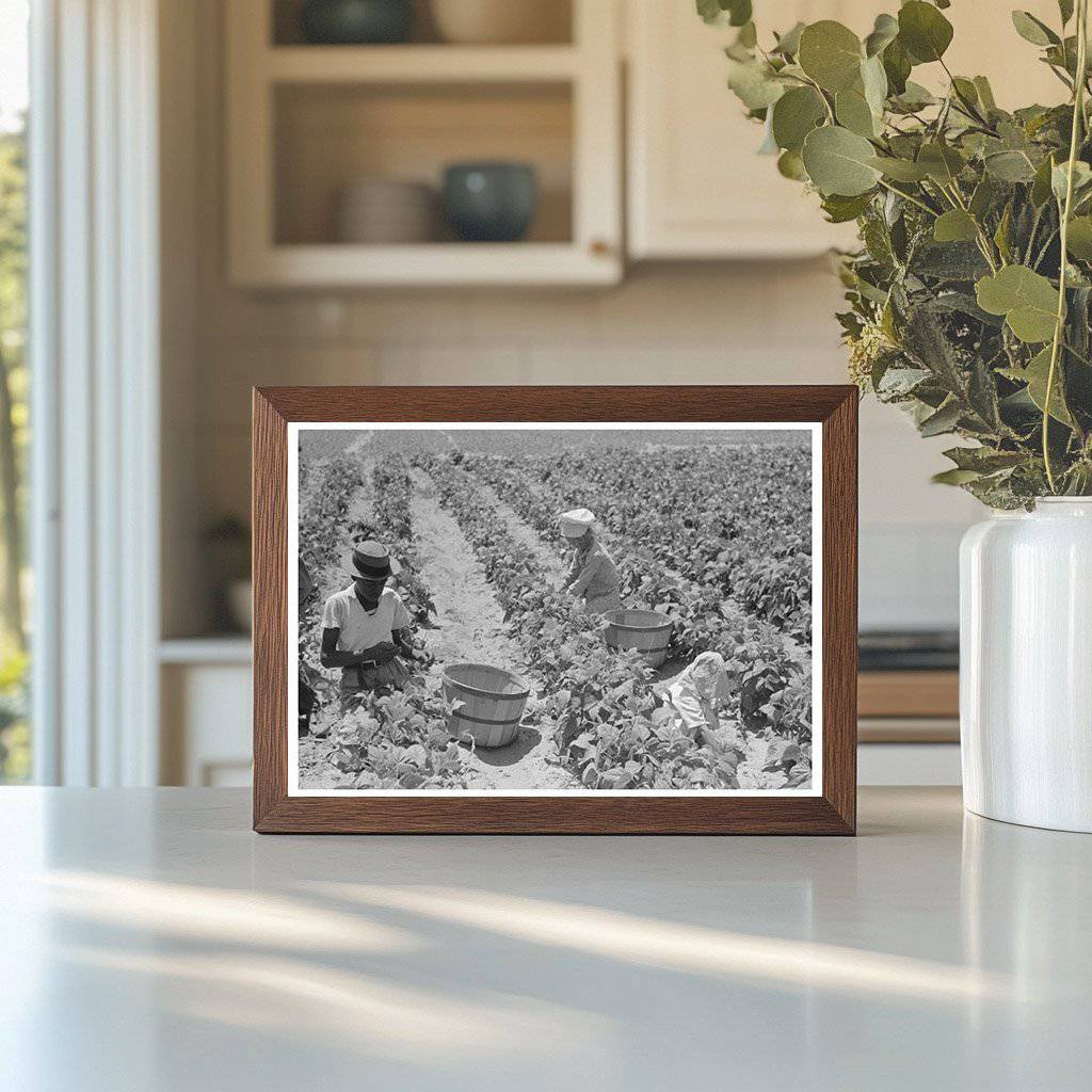 1939 Agricultural Laborers Picking String Beans in Oklahoma - Available at KNOWOL