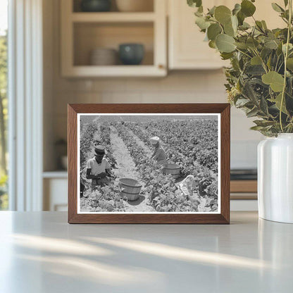 1939 Agricultural Laborers Picking String Beans in Oklahoma - Available at KNOWOL