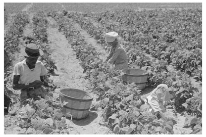 1939 Agricultural Laborers Picking String Beans in Oklahoma - Available at KNOWOL