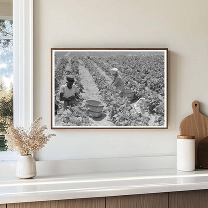 1939 Agricultural Laborers Picking String Beans in Oklahoma - Available at KNOWOL