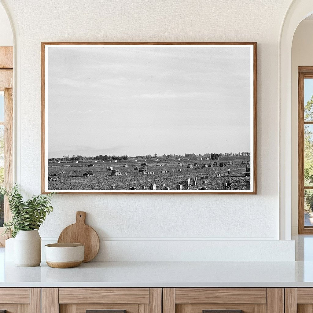 1939 Agricultural Scene in Imperial Valley California - Available at KNOWOL