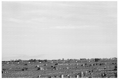 1939 Agricultural Scene in Imperial Valley California - Available at KNOWOL