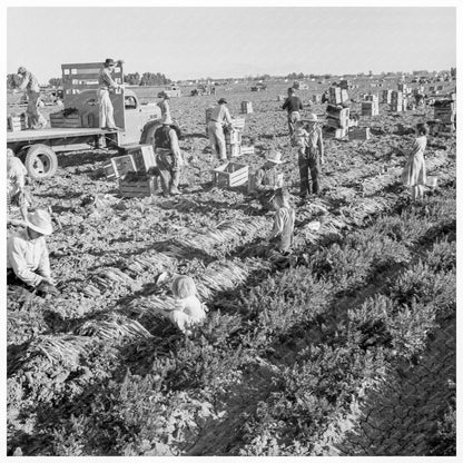 1939 Agricultural Workers Crating Carrots in California - Available at KNOWOL