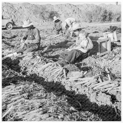 1939 Agriculture Laborers Harvesting Carrots in Imperial Valley - Available at KNOWOL