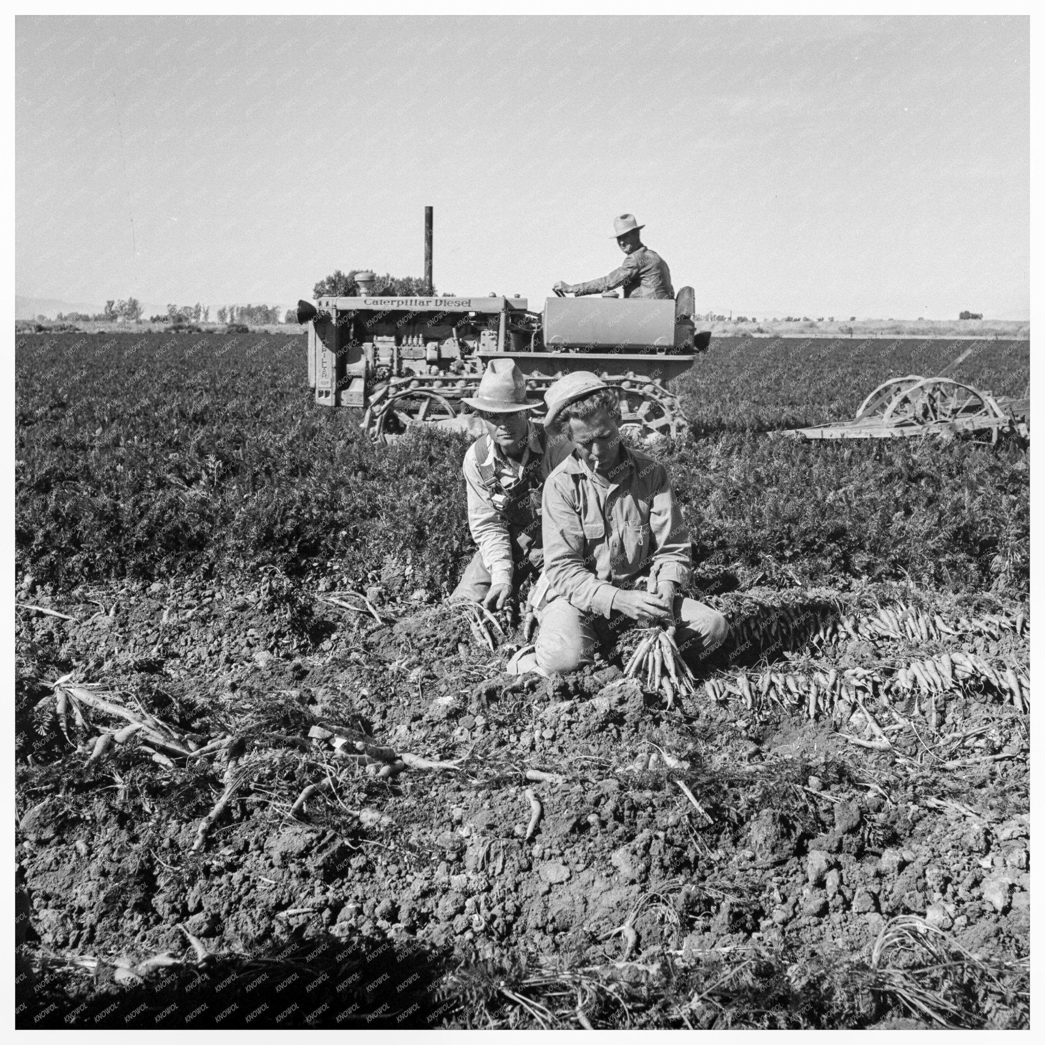 1939 Agriculture Workers Harvesting Carrots in California - Available at KNOWOL