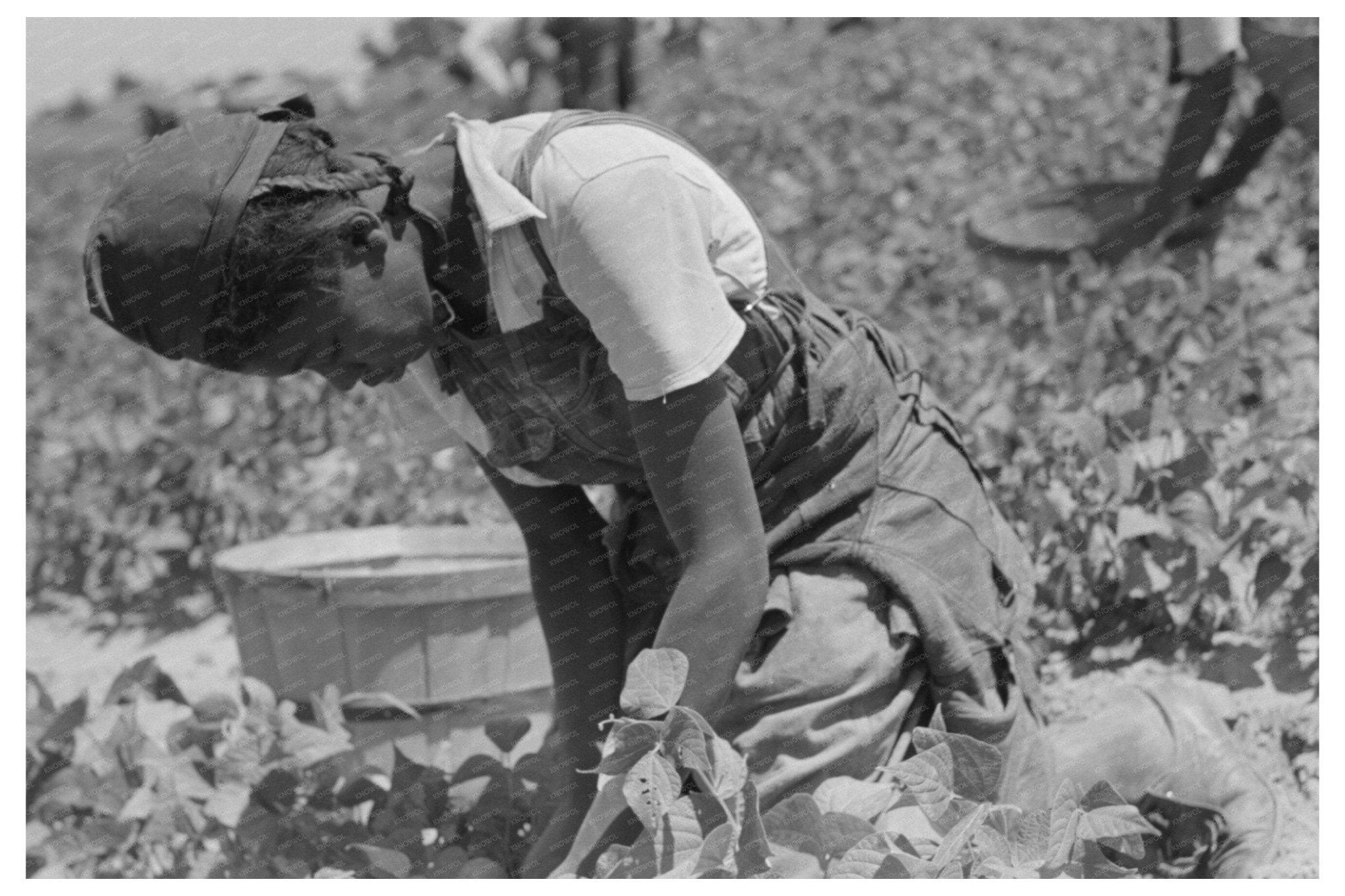 1939 Black and White Image of Laborer Picking String Beans - Available at KNOWOL