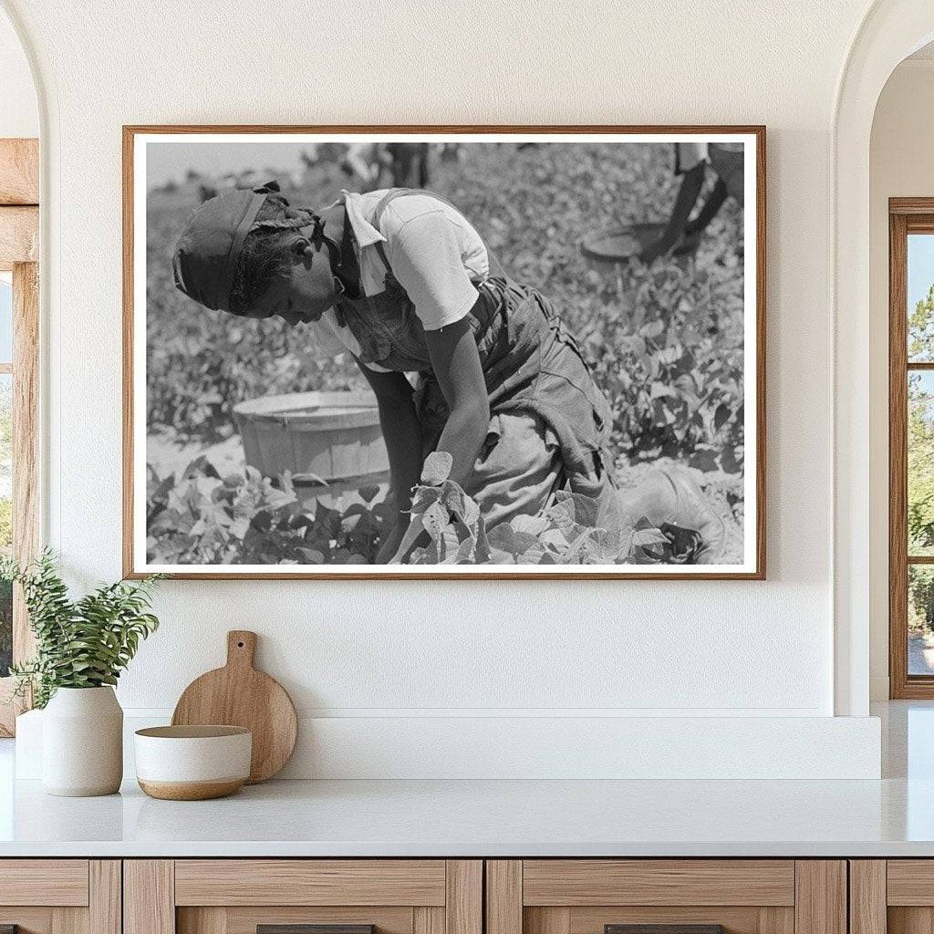 1939 Black and White Image of Laborer Picking String Beans - Available at KNOWOL