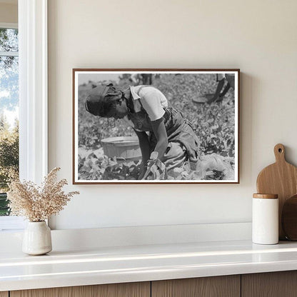 1939 Black and White Image of Laborer Picking String Beans - Available at KNOWOL