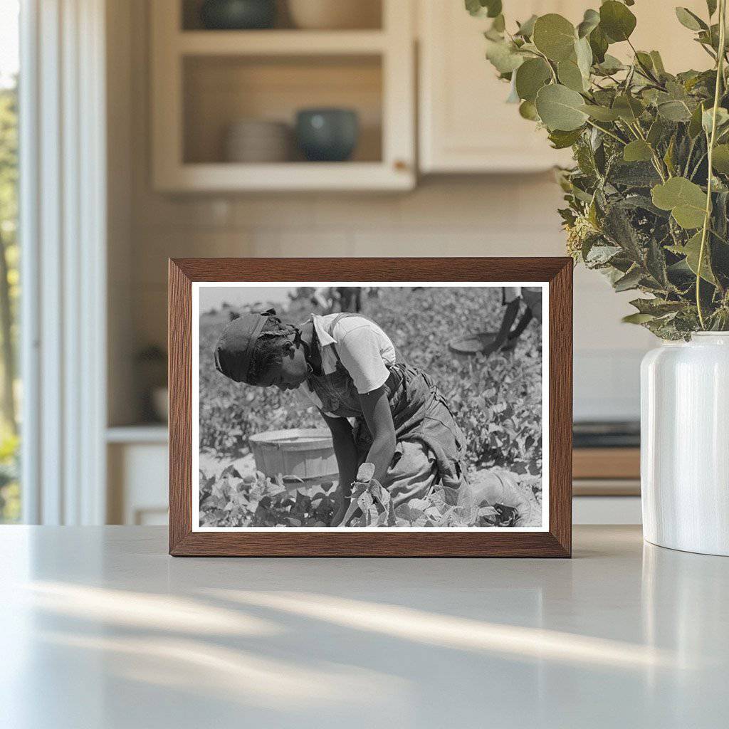 1939 Black and White Image of Laborer Picking String Beans - Available at KNOWOL