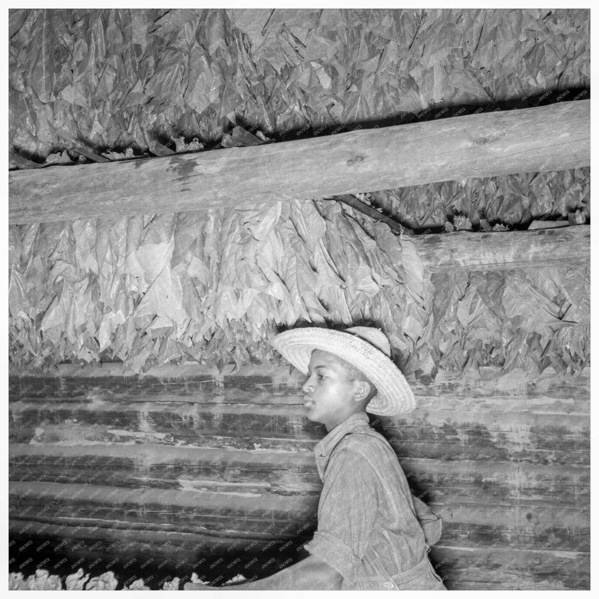 1939 Black and White Photo of Boy Hanging Tobacco in Barn - Available at KNOWOL