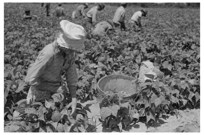 1939 Black and White Photo of Day Laborer in Oklahoma Field - Available at KNOWOL