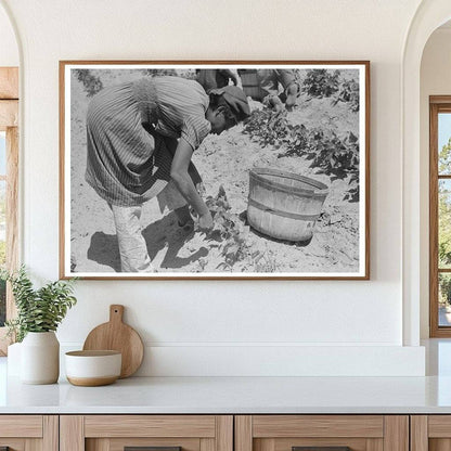 1939 Black and White Photo of Laborer Picking String Beans - Available at KNOWOL