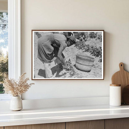 1939 Black and White Photo of Laborer Picking String Beans - Available at KNOWOL