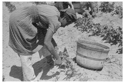 1939 Black and White Photo of Laborer Picking String Beans - Available at KNOWOL