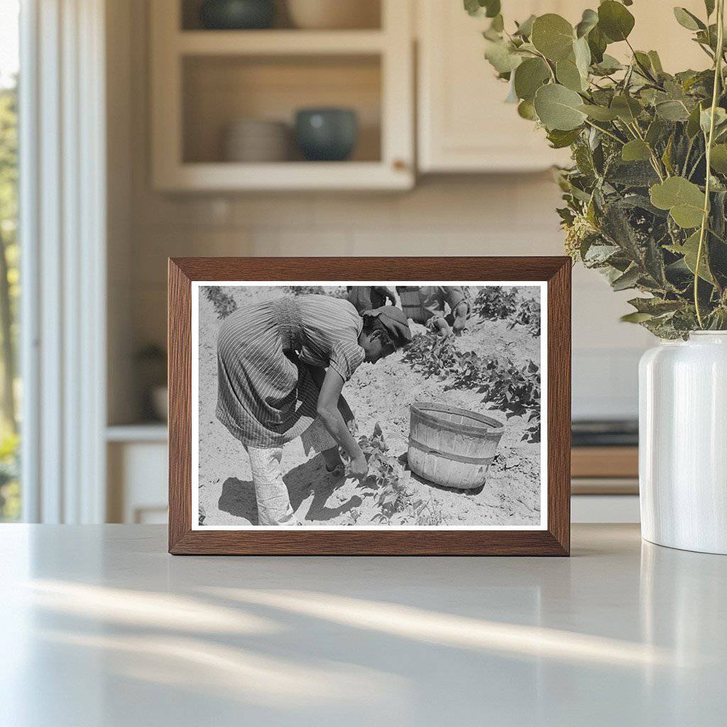 1939 Black and White Photo of Laborer Picking String Beans - Available at KNOWOL