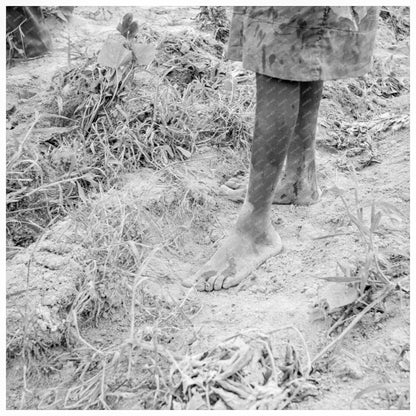 1939 Child Labor in Farming Sweet Potato Planting North Carolina - Available at KNOWOL