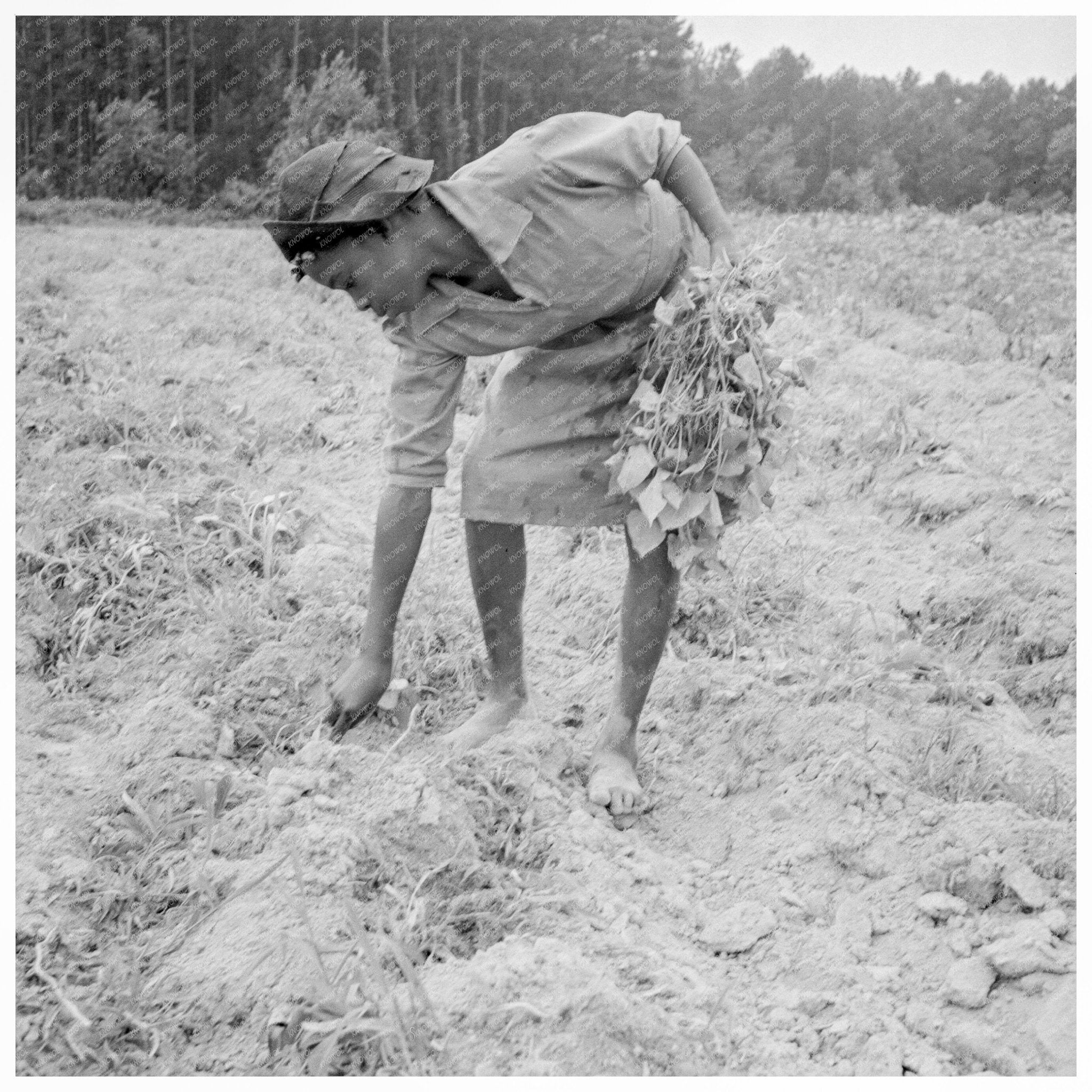 1939 Child Labor in Olive Hill NC Planting Sweet Potatoes - Available at KNOWOL