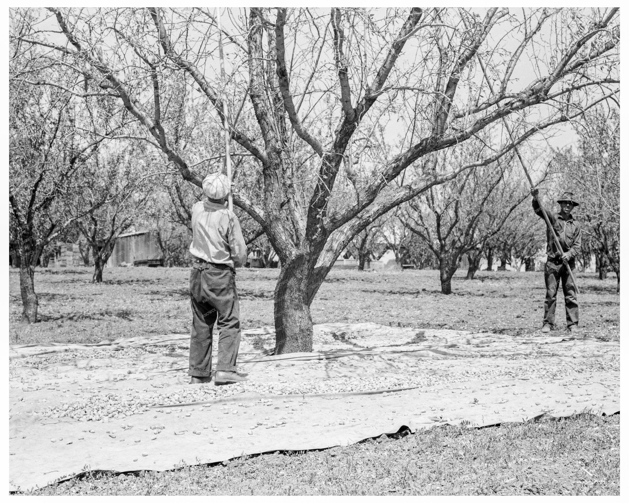 1939 Day Laborers Harvesting Almonds in California - Available at KNOWOL