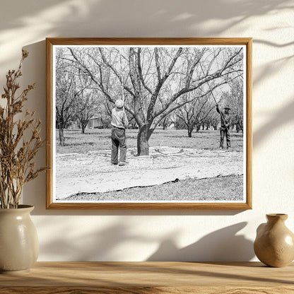 1939 Day Laborers Harvesting Almonds in California - Available at KNOWOL