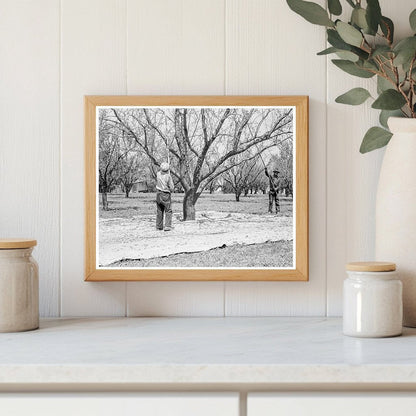 1939 Day Laborers Harvesting Almonds in California - Available at KNOWOL