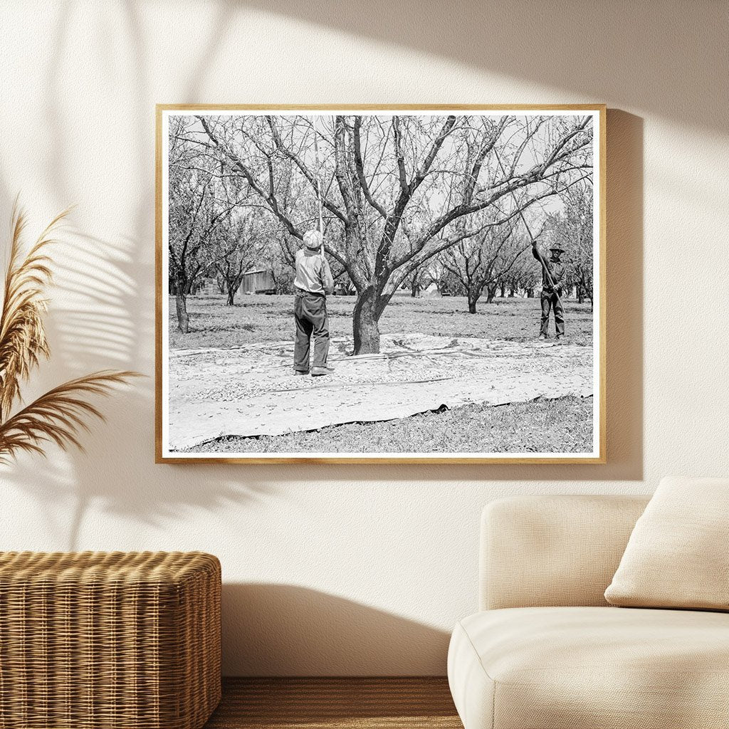 1939 Day Laborers Harvesting Almonds in California - Available at KNOWOL