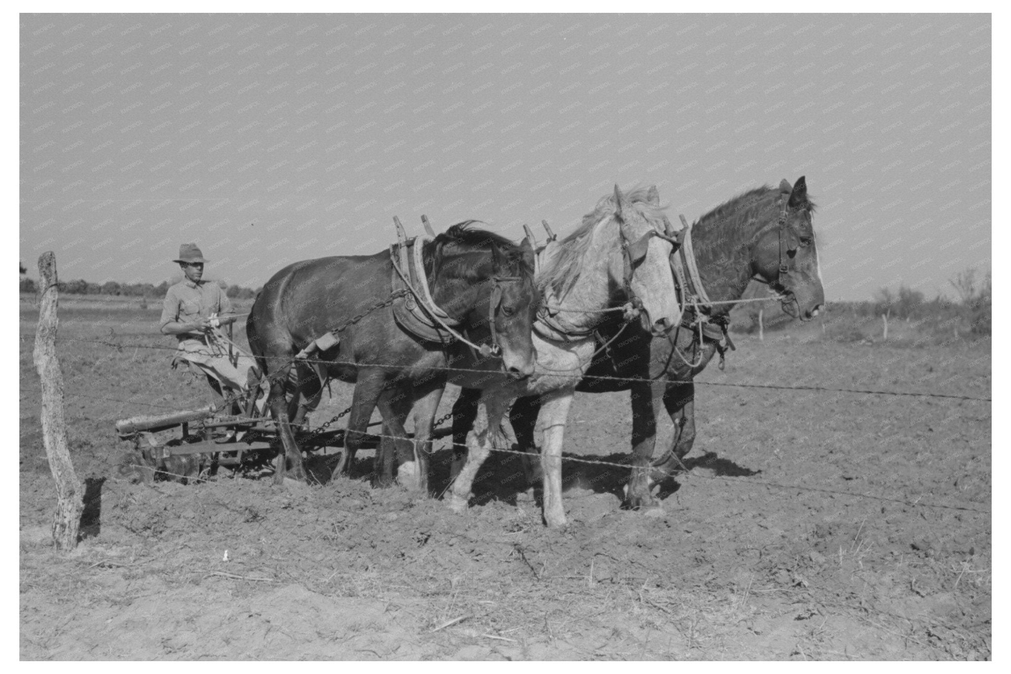 1939 Farmer Discing Land Weslaco Texas Agriculture Practices - Available at KNOWOL