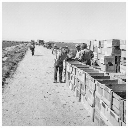 1939 Industrial Agriculture Pea Harvest Sinclair Ranch California - Available at KNOWOL