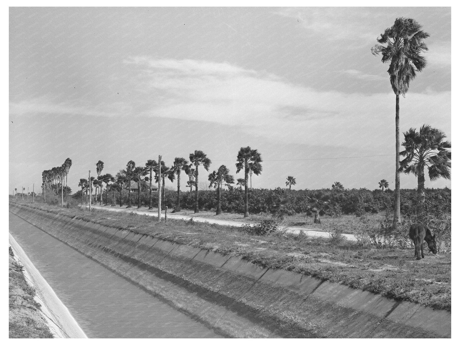 1939 Irrigation Canal in Citrus Grove San Juan Texas - Available at KNOWOL