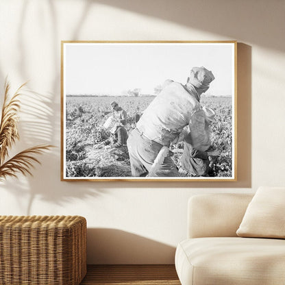 1939 Laborers Harvesting Carrots in Imperial Valley California - Available at KNOWOL